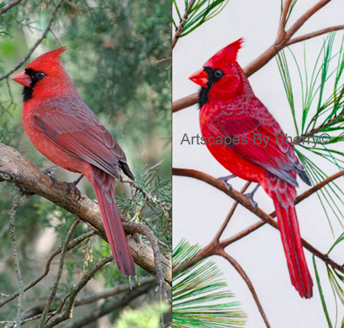 The Artist Chooses photo of Cardinal to be painted