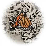 Art in Progress Monarch Butterfly