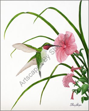 hummingbird copy